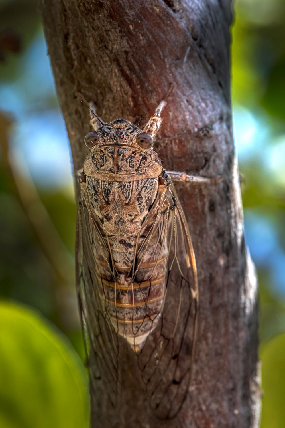 Cicada On Tree Free Stock Photo cicada-on-tree-free-stock-photo