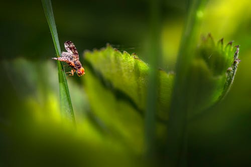 Close-up of a Fly on a Blade of Grass 