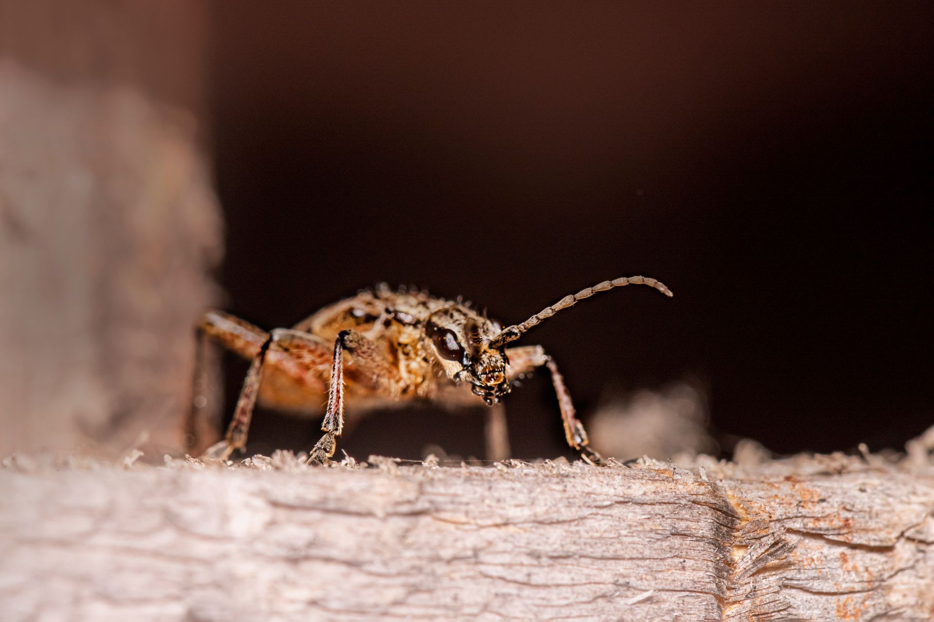 Ribbed Pine Borer on Wood