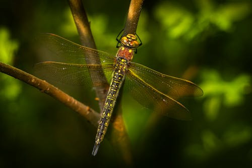 Darmowe zdjęcie z galerii z anisoptera, fotografia owadów, owad