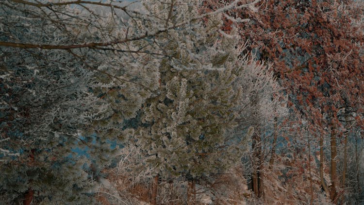 Trees In Winter Forest