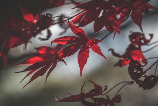 Vibrant red Japanese maple leaves with sunlight filtering through, highlighting their detail.