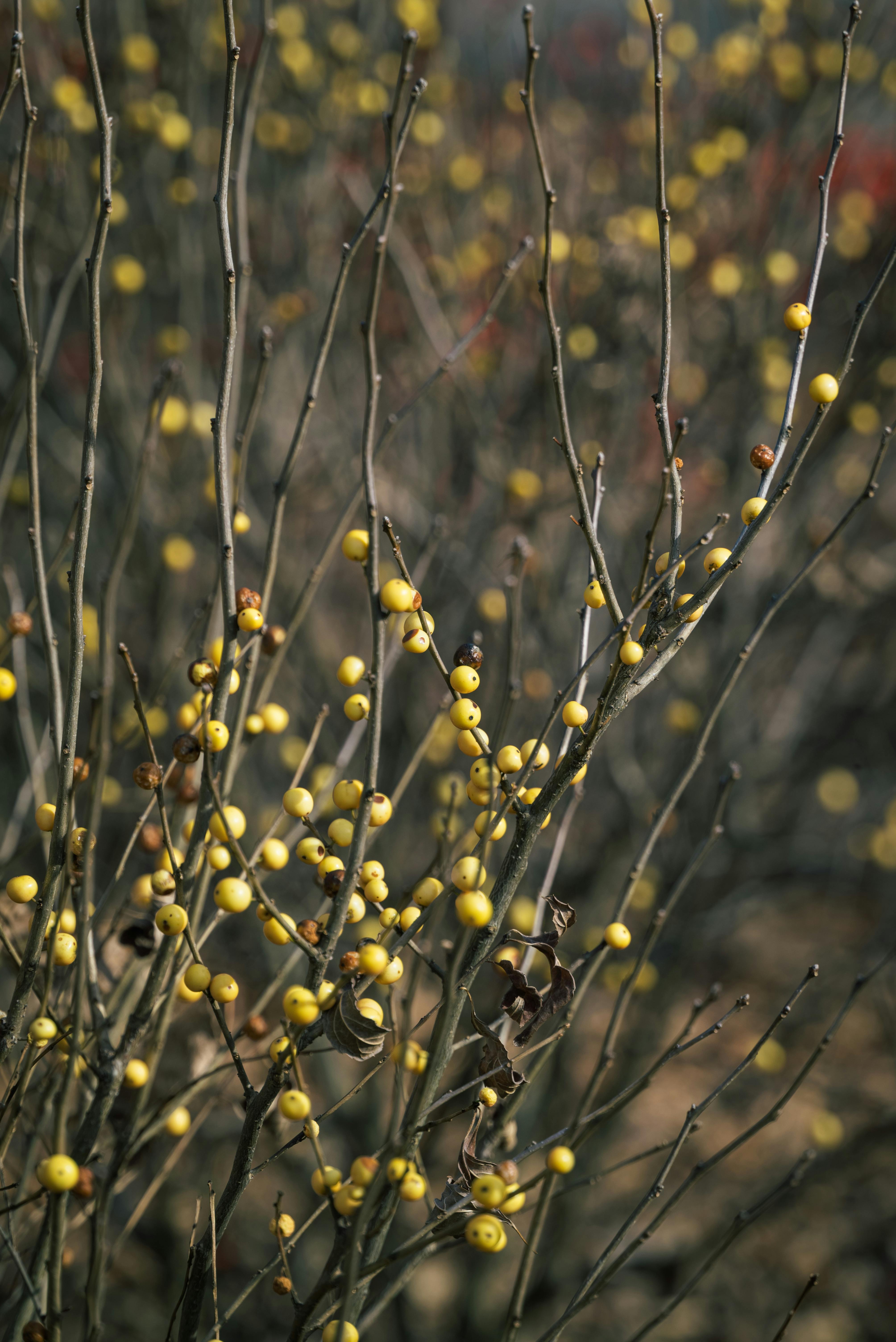 Yellow Berries on Branches · Free Stock Photo