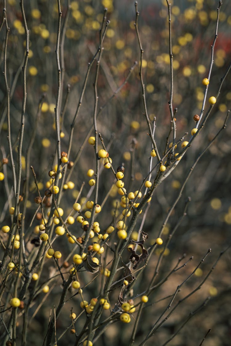 Yellow Berries On Branches