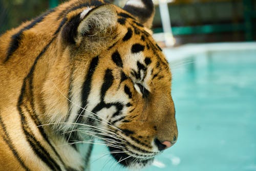 Shallow Focus Photo of Tiger