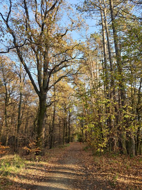 Free Explore this serene dirt path through an autumnal forest in Wrocław, Poland. Stock Photo