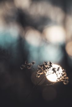 Silhouetted dry flower in focus with a soft, abstract bokeh background, creating a serene nature scene.