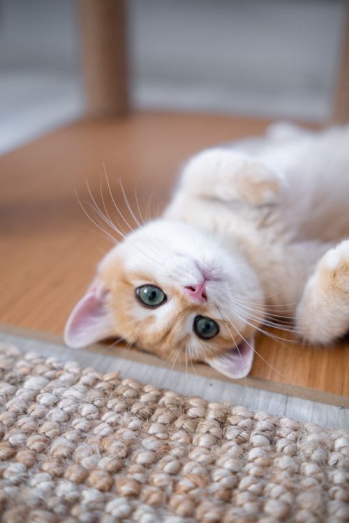 Free Playful orange tabby cat lying on its back on a wooden floor. Stock Photo
