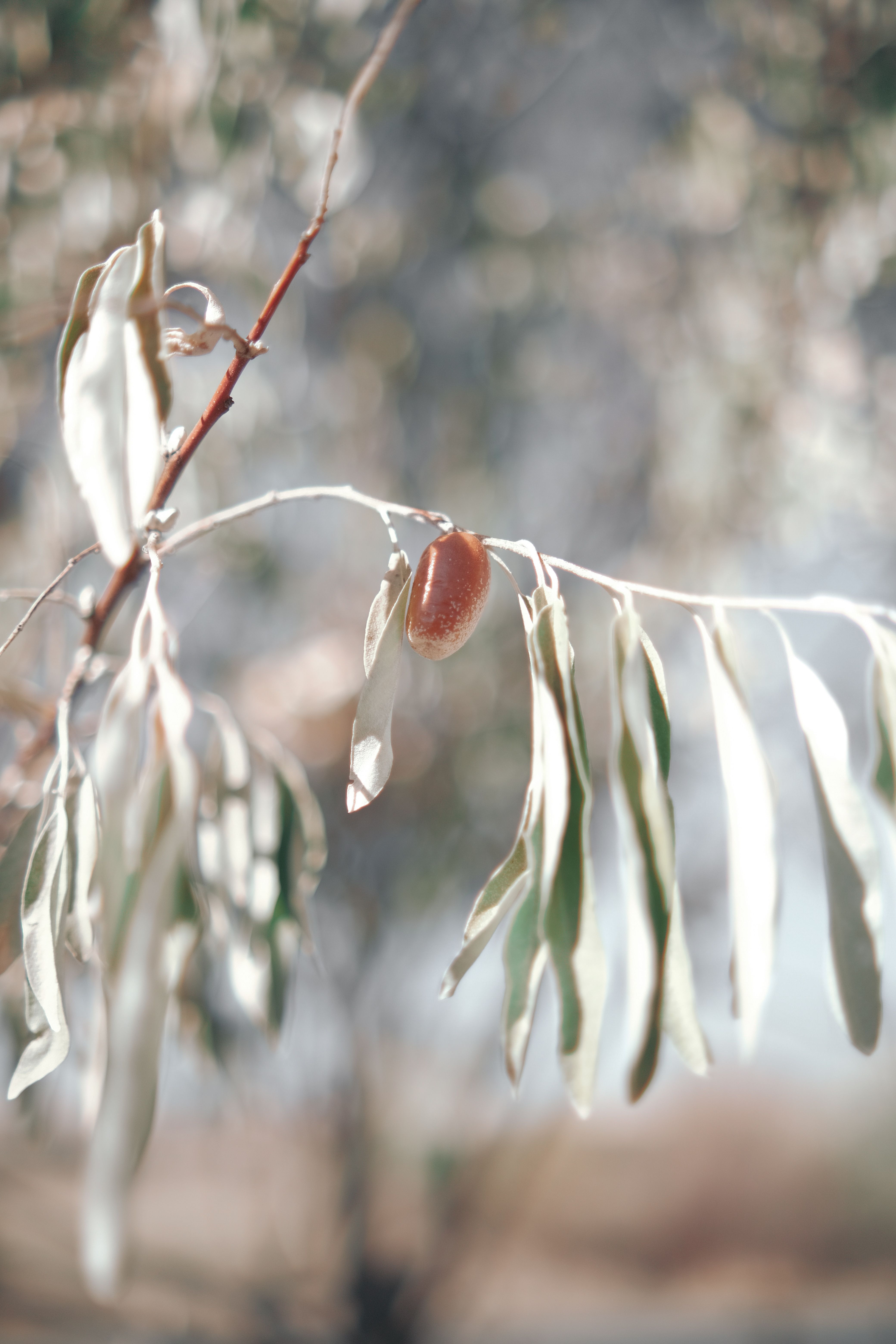 Close-up of a frosted fruit on a branch with leaves in winter sunlight.