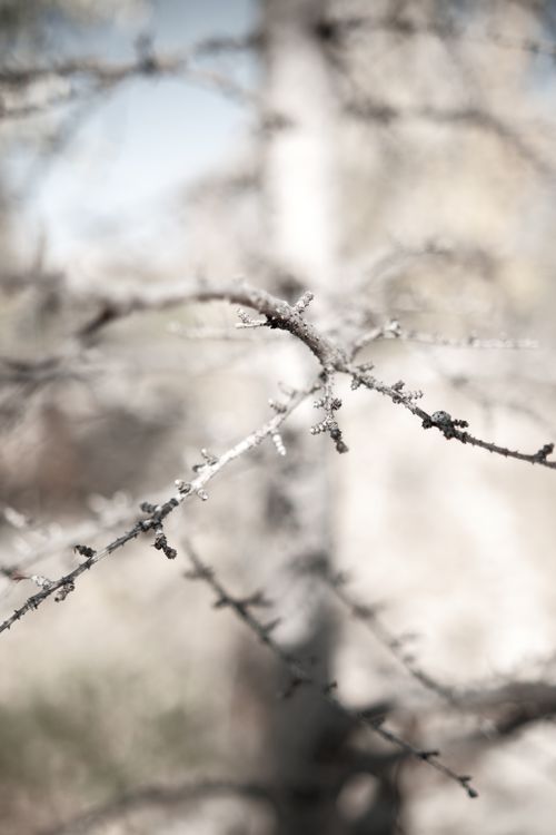 Free Close-up of frost-covered tree branches in a serene winter woodland setting. Stock Photo