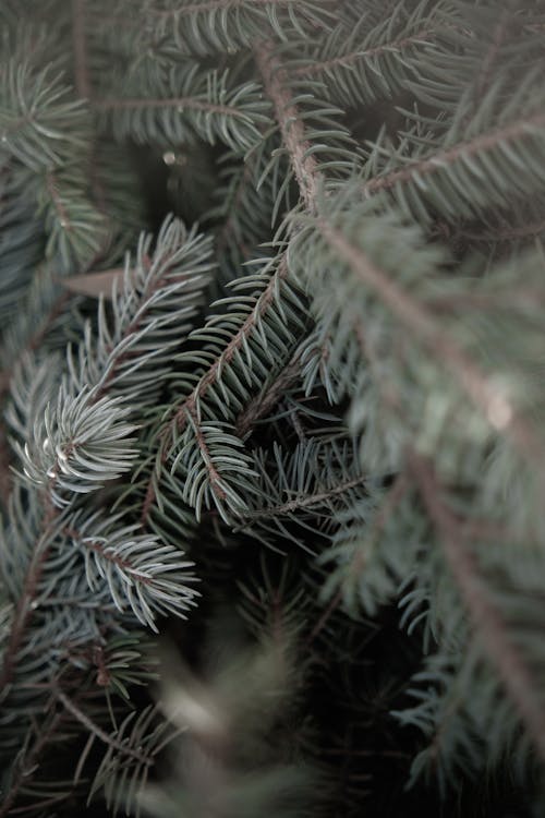 Green Pine Tree in Macro Shot Photography