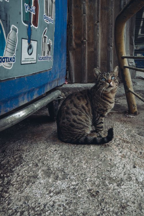 Free A curious striped tabby cat with blue eyes sits by a blue container in an urban area. Stock Photo