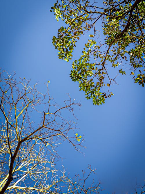 Branches against Blue Sky