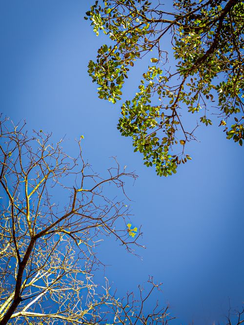Free Looking up at lush and bare branches against a striking blue sky in Brazil. Stock Photo