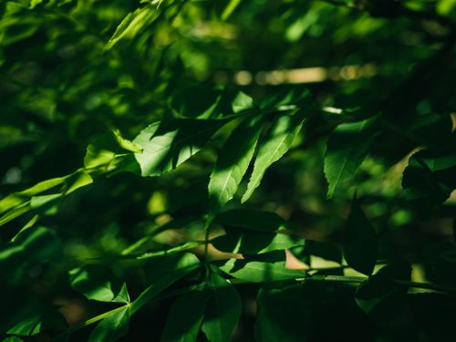 Free Close-up of lush green leaves with dramatic sunlight and shadows. Stock Photo