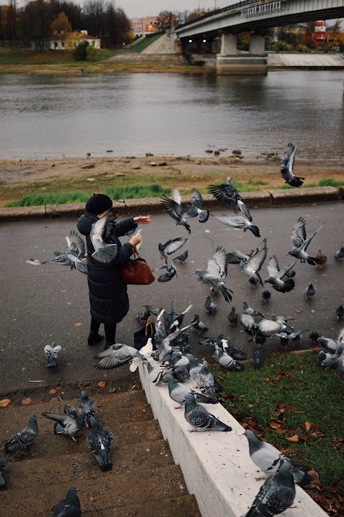 Woman Feeding Pigeons 