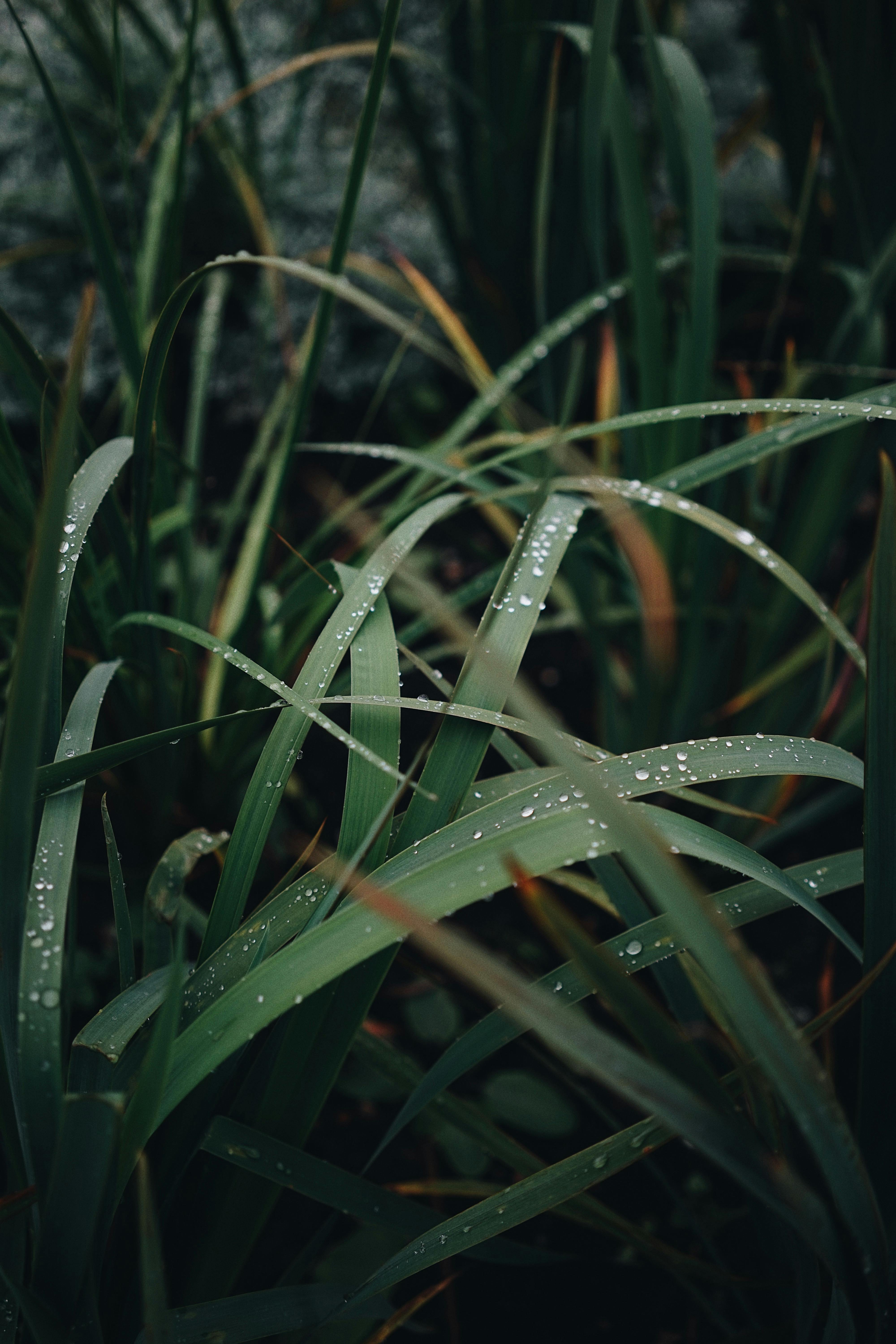 A detailed close-up of green grasses adorned with fresh raindrops, epitomizing nature's beauty.