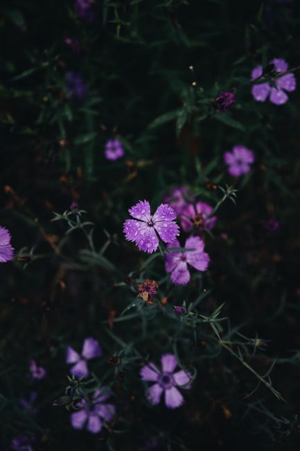 Beautiful close-up of purple wildflowers with rich, dark foliage, showcasing the essence of nature.