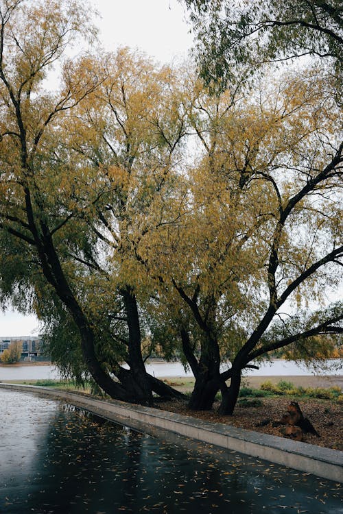 Trees with Yellow Leaves by the Water in a Park 