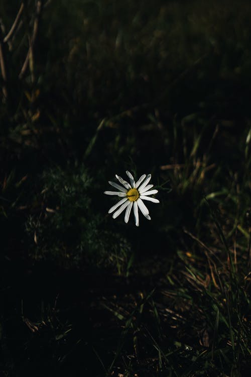 Close-up of a Daisy between Grass