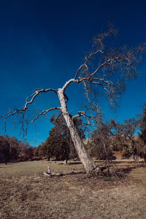 Free A lone leafless tree leans dramatically under a vivid blue sky in a serene countryside setting. Stock Photo