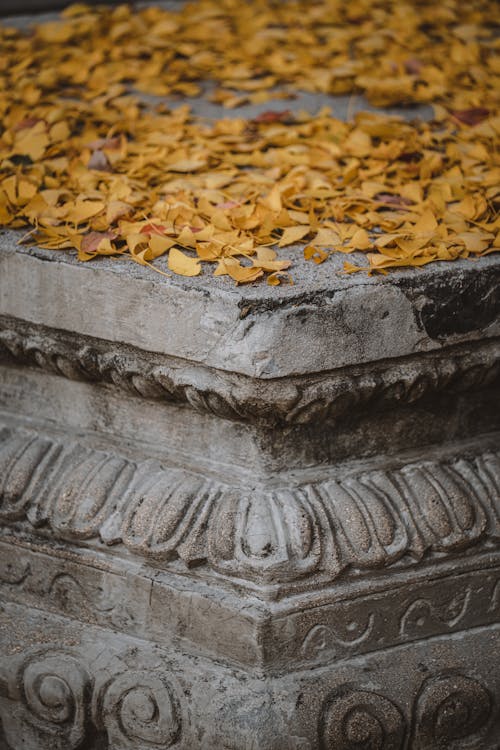 Close-up of Yellow Leaves on a Wall with Carved Details 
