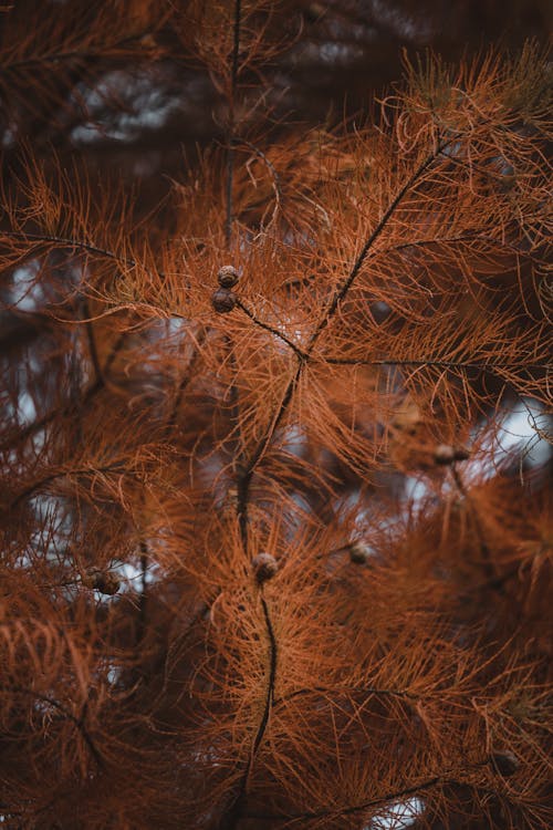 Close up of Evergreen Leaves