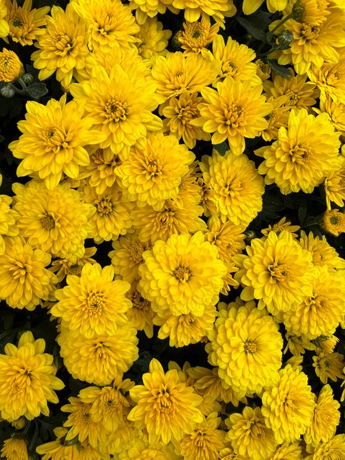 Free Close-up image of vibrant yellow chrysanthemums in full bloom captured outdoors. Stock Photo