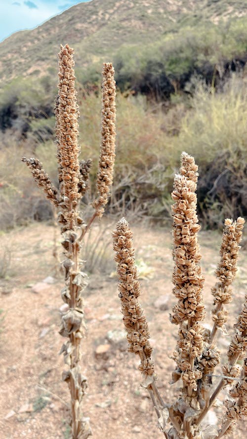 Brown Plant in Close Up Shot