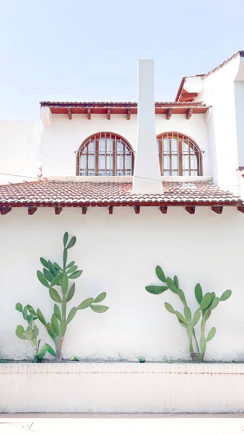 Cacti Growing In Front of a Concrete Houses 