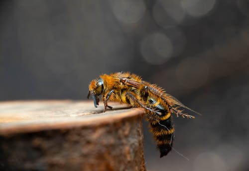 Foto stok gratis berbulu, fotografi serangga, lebah raksasa