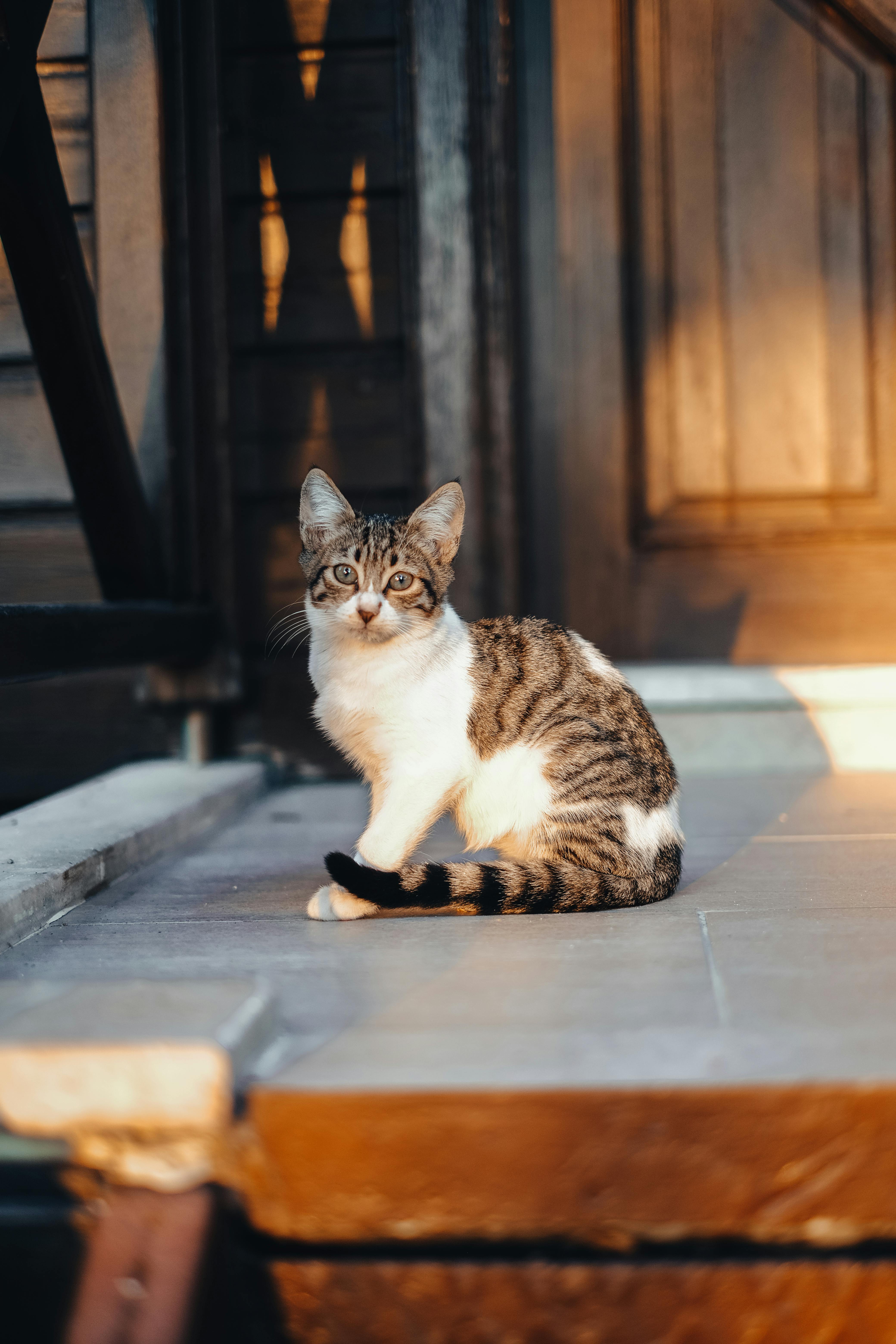 Free A cute tabby cat sits on a sunlit porch, exuding warmth and calm in an outdoor setting. Stock Photo
