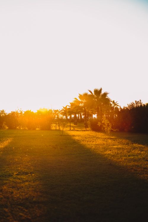 Free A serene view of palm trees with golden sunlight at dusk, creating a warm and tranquil mood. Stock Photo