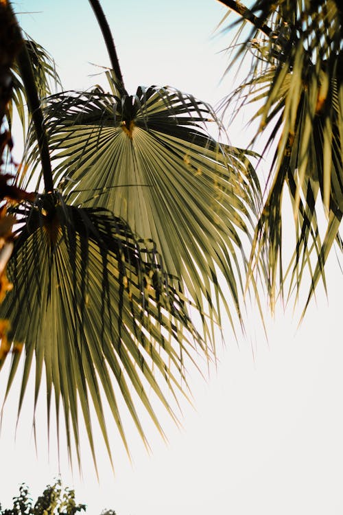 beach tree