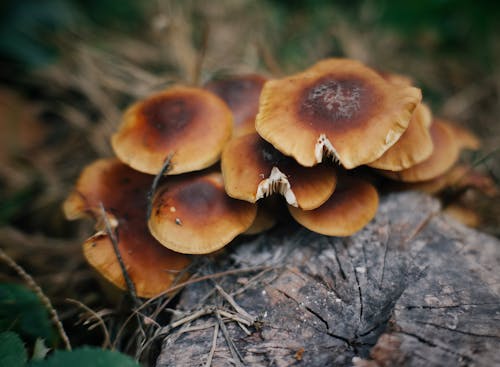 Безкоштовне стокове фото на тему «flammulina filiformis, впритул, гриби» стокове фото