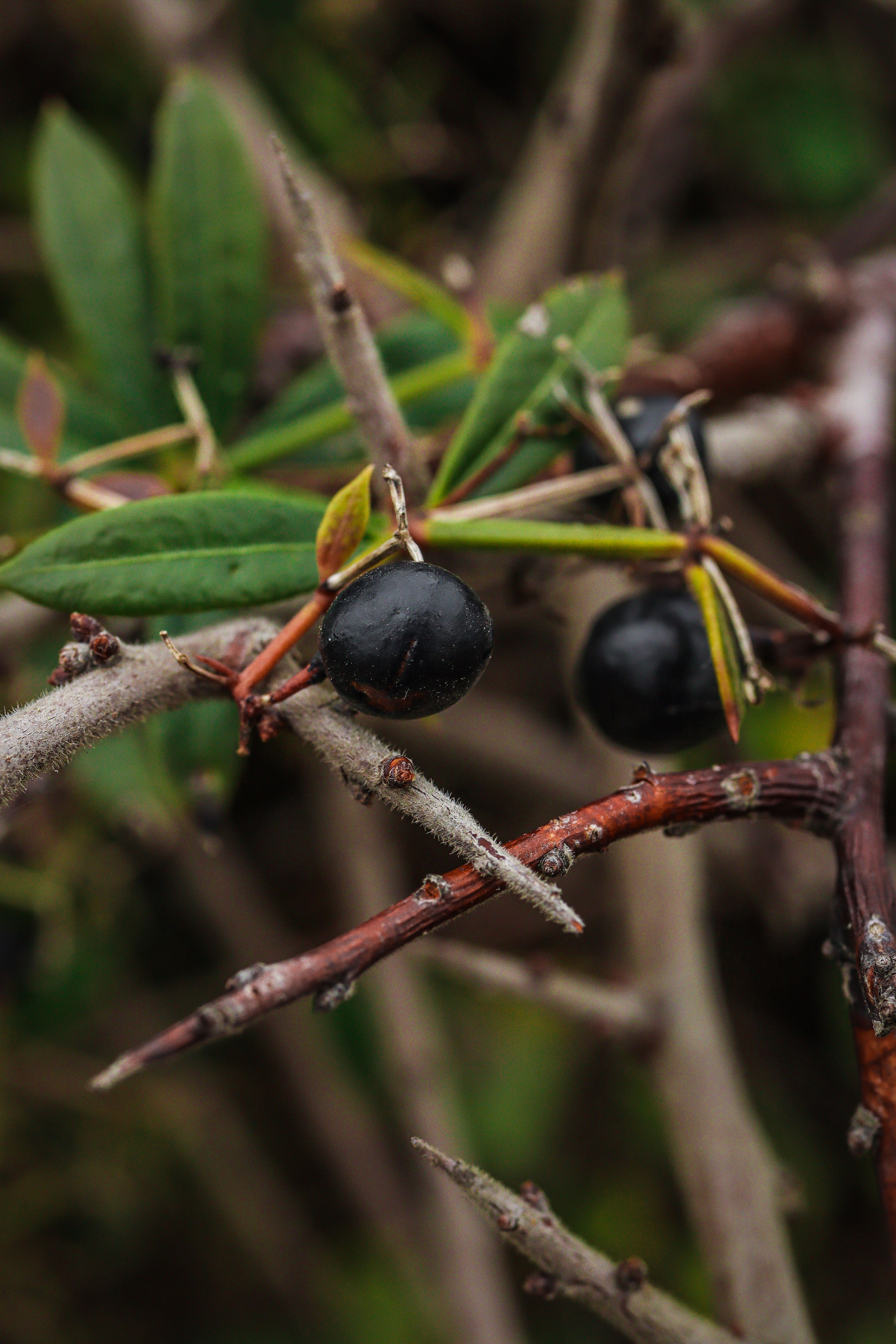 Berry Identification Photos, Download The BEST Free Berry