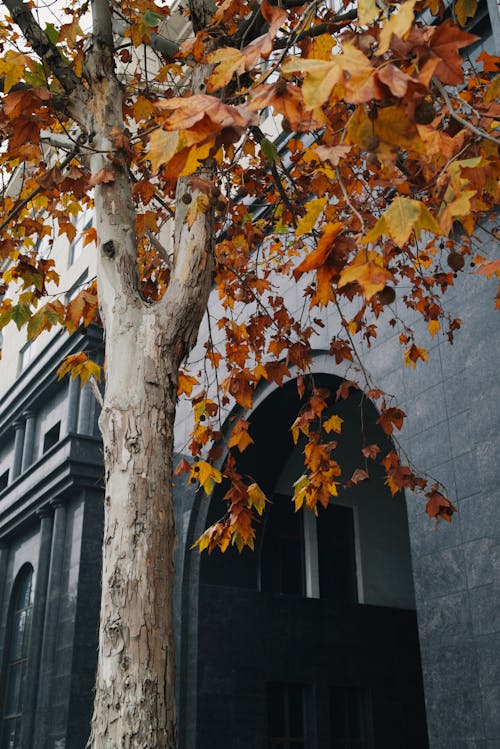 Maple Tree Near Gray Concrete Building