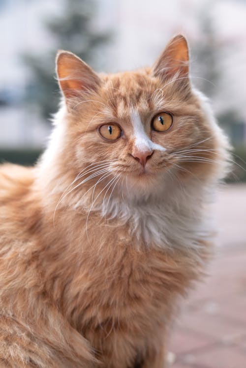 Orange Tabby Cat in Blurred Background 