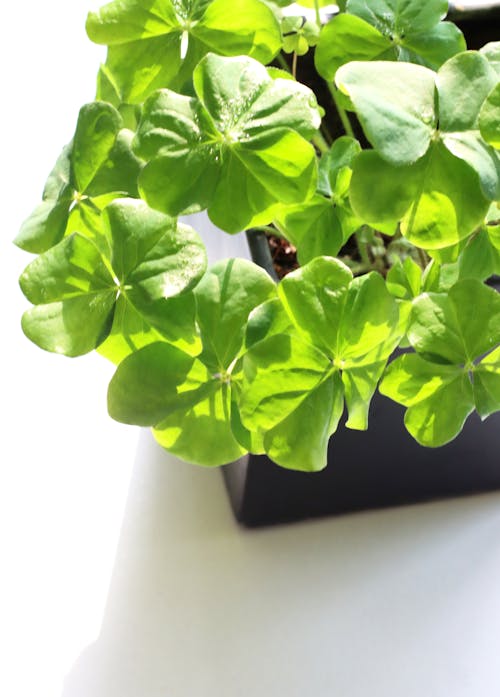 Green Clover Plant