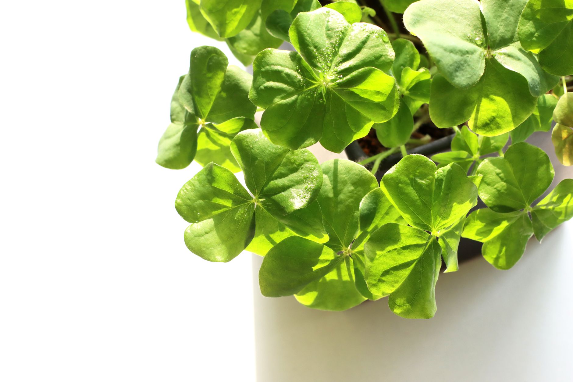 幸運を呼ぶとされる代表的な観葉植物