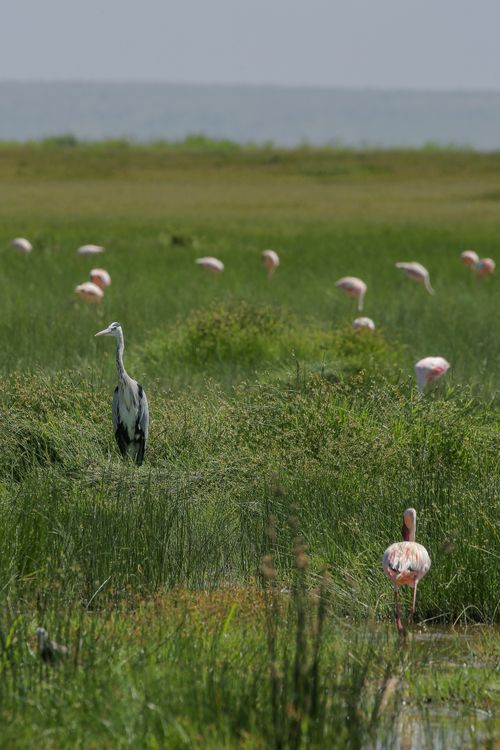 Free A grey heron and greater flamingos in a lush green wetland during daytime. Stock Photo
