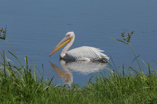 A Great White Pelican on Body of Water