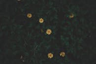 深绿色的叶子间点缀着黄色的花朵，营造出一种富有情绪的自然景观