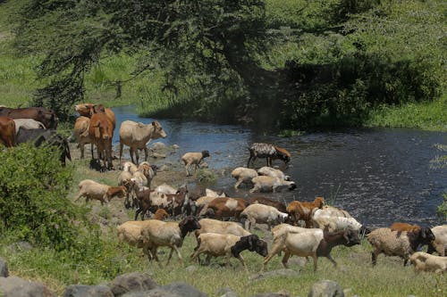 Kostenloses Stock Foto zu außerorts, bauernhof, fluss