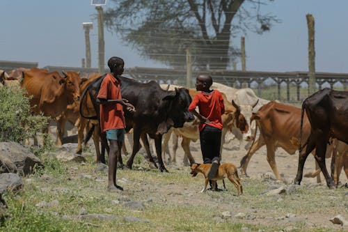 Kostnadsfria Kostnadsfri bild av afrikansk, besättning, bondgård Stock foto