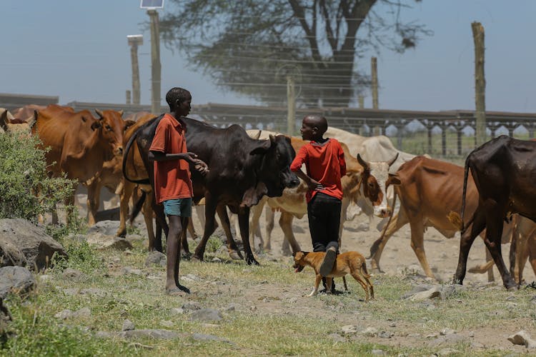 Friends Talking Near A Herd Of Cattle