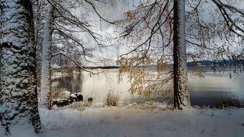 açık, ağaçlar, bitkiler içeren Ücretsiz stok fotoğraf