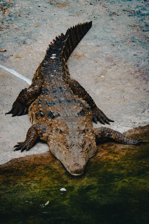 Free Close-up of a crocodile on a riverbank, showcasing its textured skin and tail in Vancouver, Canada. Stock Photo