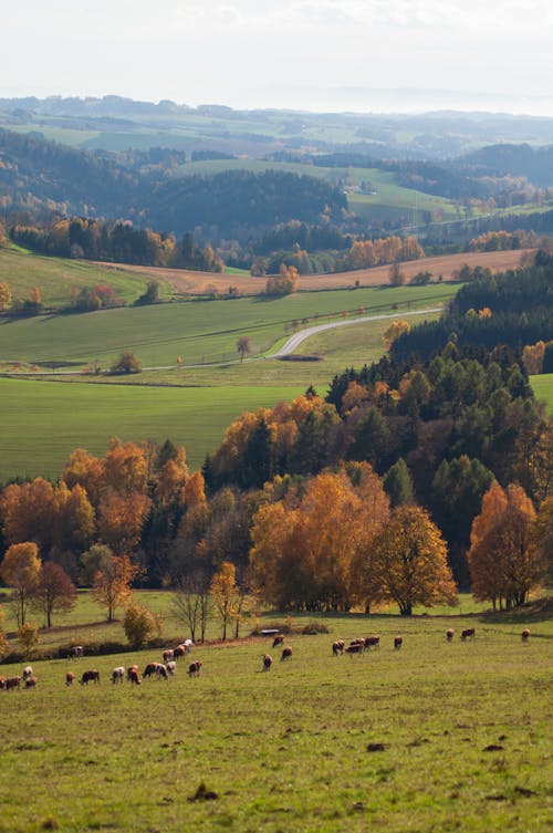 View of a Rural Landscape in Autumn 
