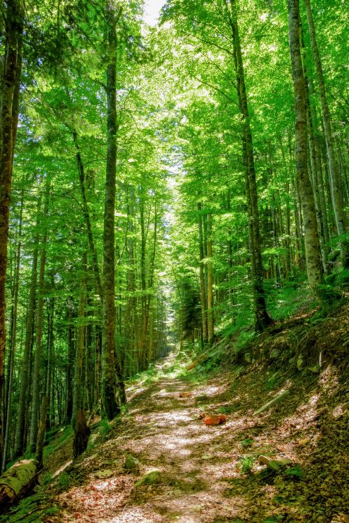 Free Beautiful walking trail through a vibrant green forest with natural sunlight filtering through the trees. Stock Photo